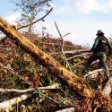 Segundo Instituto, desmatamento cresce 169% na Amazônia Legal