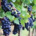 Da uva ao vinho