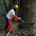 Exploração e conservação é desafio para preservar a Floresta Amazônica