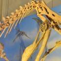 Museu do Rio tem exposição de esculturas de dinossauros em tamanho real