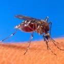 Brasileiro cria sensor para identificar mosquito da dengue