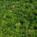 Empresa usará drones para plantar 1 bi de árvores no mundo