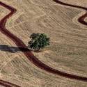 Árvores sobreviventes são tema de série fotográfica