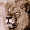 Dentista que matou leão Cecil não será incriminado