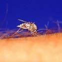 Mortes por malária diminuem 60%, mas ainda há 3 bilhões em risco