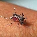Chikungunya, dengue, zika… E vai ficar por isso mesmo?