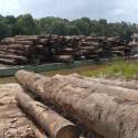 Desmatamento na Amazônia aumentou 16% em um ano
