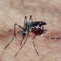 Presença do vírus Zika em nove países faz OMS emitir alerta mundial
