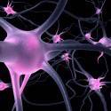 Composto encontrado em temperos melhora as conexões cerebrais