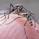 Flórida pode ter primeiro caso de transmissão local de zika