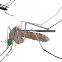 Grávidas do Bolsa Família receberão repelentes contra o Aedes aegypti