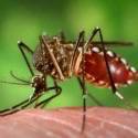 “Vacina contra o Zica deve levar dois anos para ficar pronta”, diz ministro da Saúde