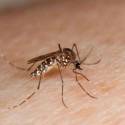 Planos agora são obrigados a cobrir testes rápidos de dengue