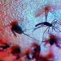 Um ano após surto do vírus Zika, Anvisa libera teste rápido da Fiocruz