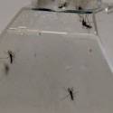 Geração de Aedes “castrado” pode ajudar no combate ao vírus Zika