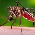 Como controlar dengue e Zika com a PEC 241?, questiona Fiocruz