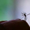 USP descobre substâncias com poder anti-inflamatório na saliva do Aedes