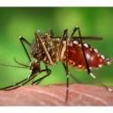 Cientistas calculam os riscos de o zika chegar a 100 cidades do mundo