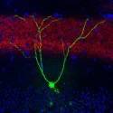 Nobel de Medicina recupera temporariamente memória de ratos com Alzheimer