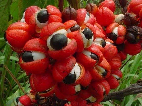 O guaraná, planta nativa do Brasil, se revela um potente antioxidante