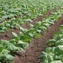 Políticas antifumo derrubam faturamento de cultivadores de tabaco no Brasil