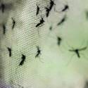 Como startups têm usado tecnologia para combater o mosquito Aedes