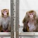 restrição calórica em macacos rhesus
