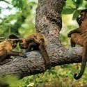 Morte de macacos por febre amarela cresce e preocupa OMS