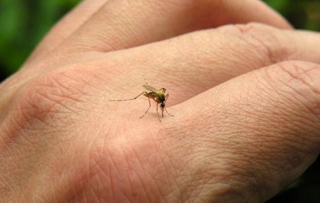 Sensor, gel e roupa inseticida contra o mosquito Aedes